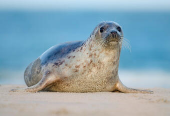Harbour seals / Phoca vitulina