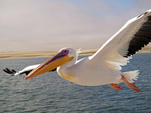 Pelicans / Pelecanus
