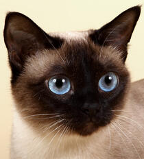 Cats / Felis catus