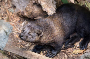 Fishers / Pekania pennanti