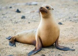 Sea lions / Otariidae
