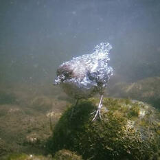Dippers / Cinclus