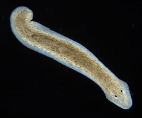 Flatworms / Platyhelminthes