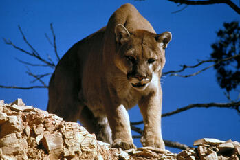 Puma / Puma concolor